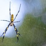 The Urban-Adapted Invasion: Joro Spiders Spread Across the U.S.
