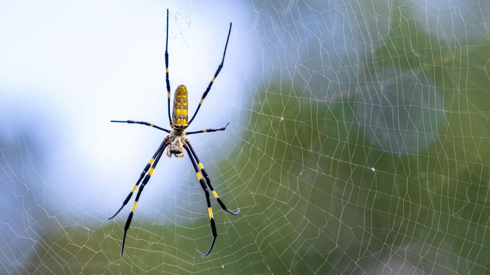 The Urban-Adapted Invasion: Joro Spiders Spread Across the U.S.
