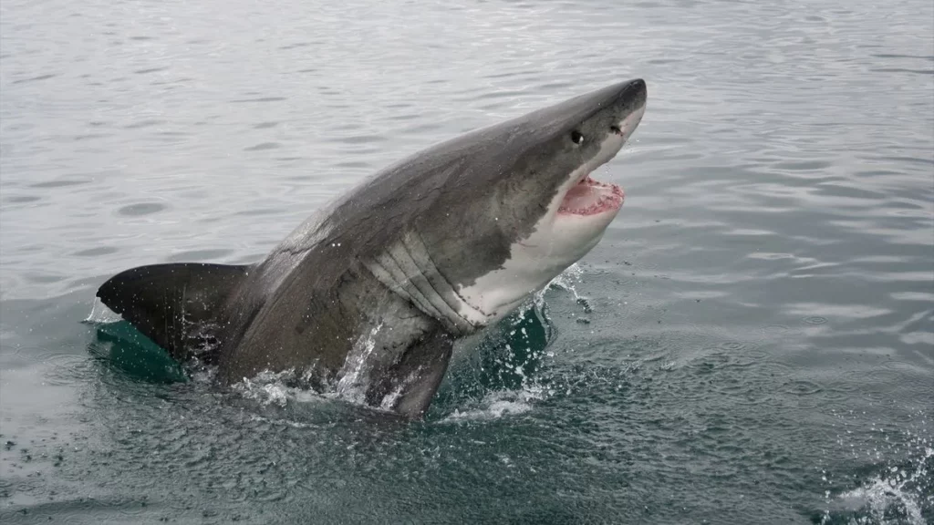 Shark Incident in New Zealand: A Stark Reminder of Nature’s Predatory Laws