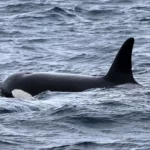 Uncharted Waters: Discovering a New Orca Population