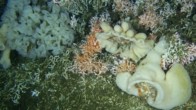 Canada Protects Pacific Coral Reef